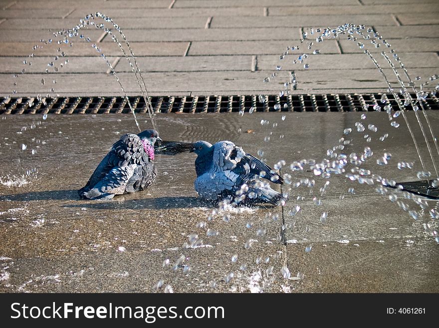 Birds in the water doing a shower