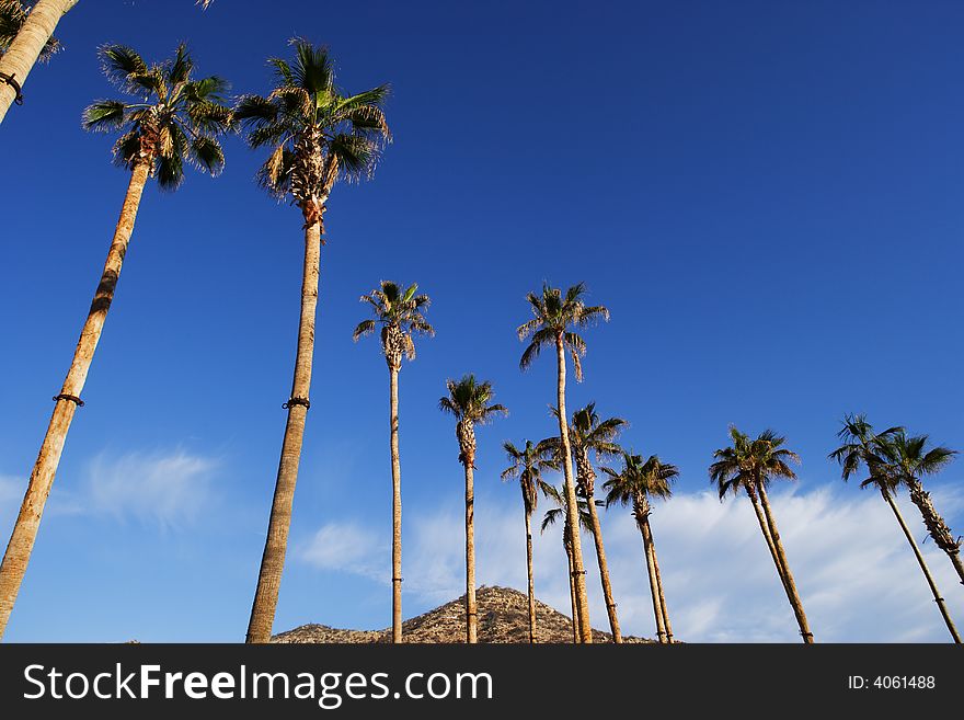 A lot of palms in Los Cabos in Baja in Mexico. A lot of palms in Los Cabos in Baja in Mexico