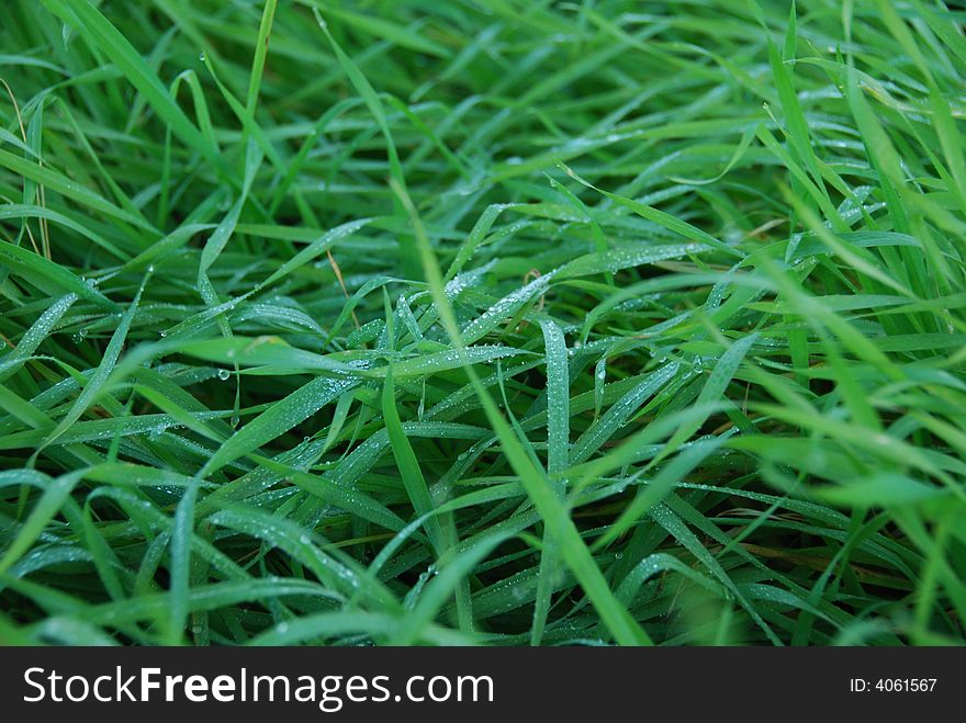 Drops of dew on a young green grass. Drops of dew on a young green grass