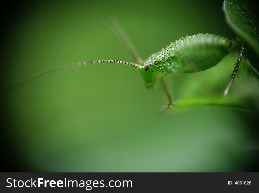 Green insect with long antennas establishing contact with neighbor. Green insect with long antennas establishing contact with neighbor