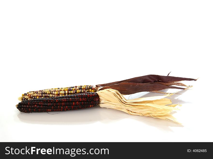 Indian Corn on the cob with tassels