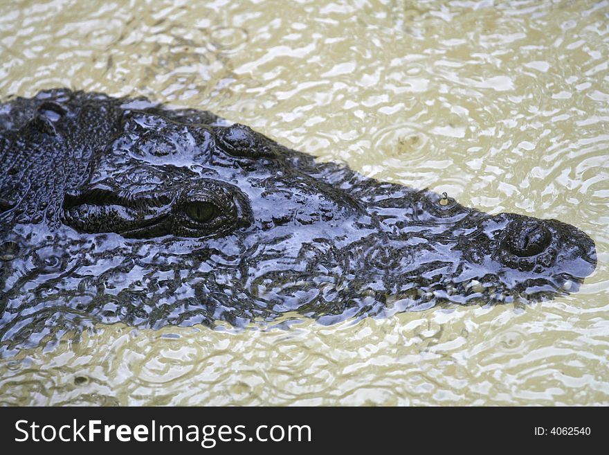 Closeup of crocodile in the water. Closeup of crocodile in the water