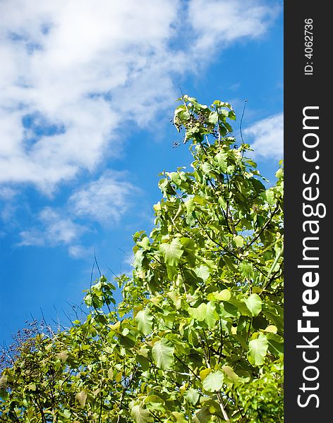 Green bush and blue sky with copyspace. Green bush and blue sky with copyspace