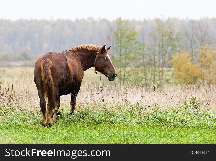 Brown horse grazing on an autumn meadow. Brown horse grazing on an autumn meadow