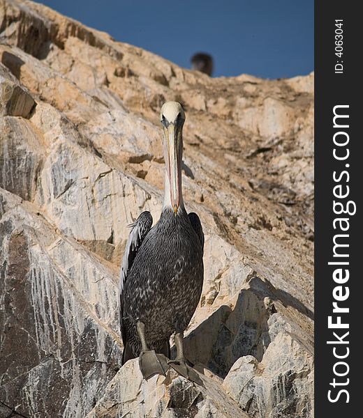 Wildlife on Islas Ballestas in Peru