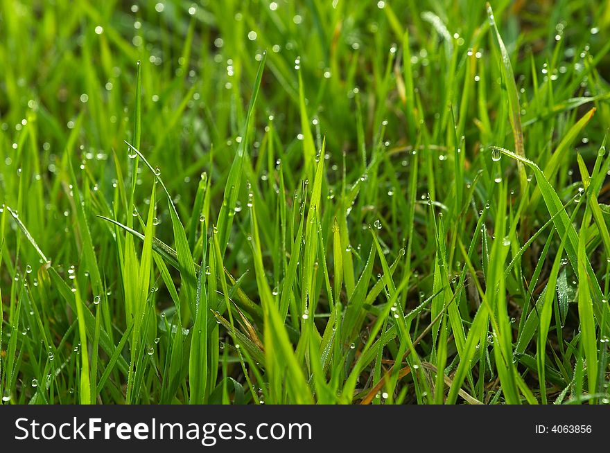 Morning dew green grass spring