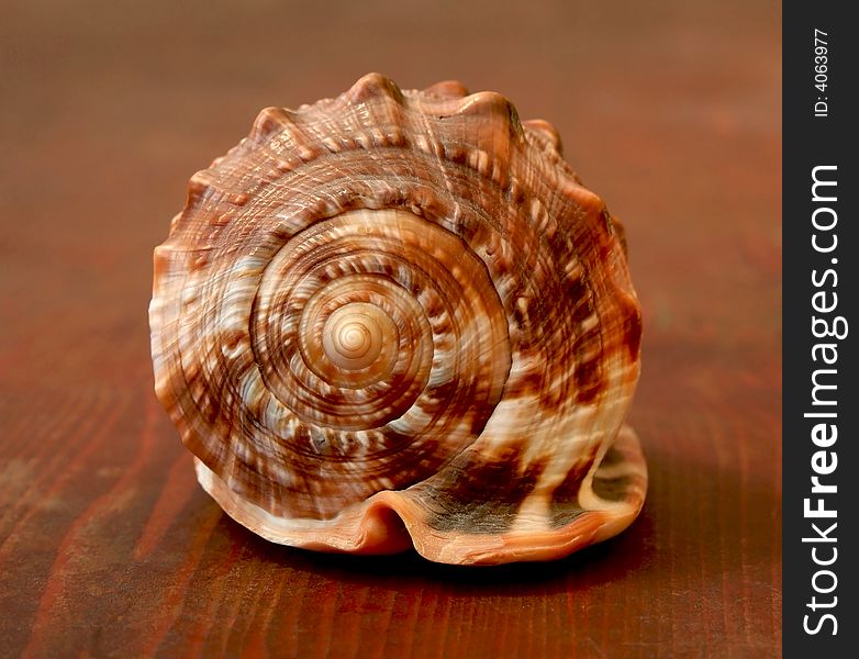 Red seashell with clipping path