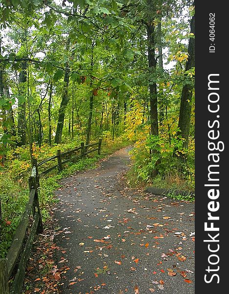 Walk way through tall green trees in the forest.