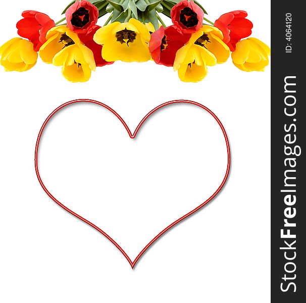 Shape of heart  in frame of tulips on white. Shape of heart  in frame of tulips on white