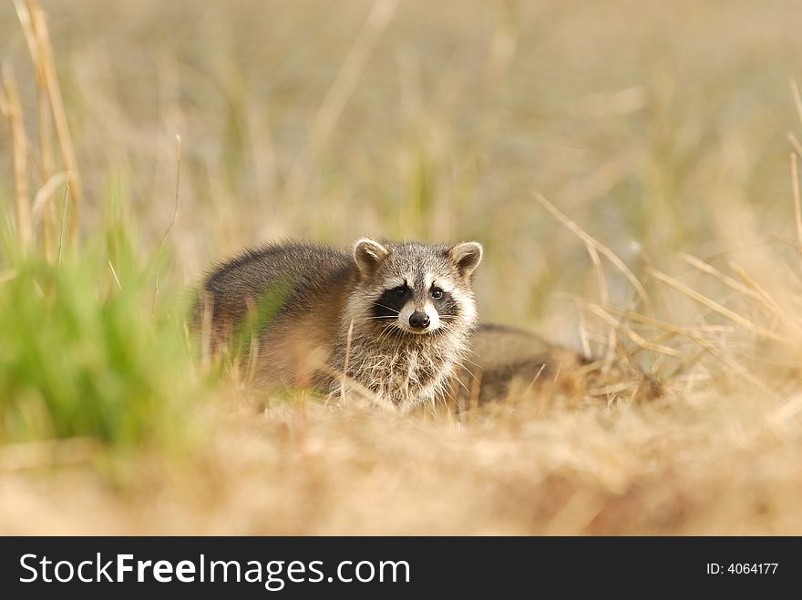 A common raccoon watches the photographer through the blades of grass.