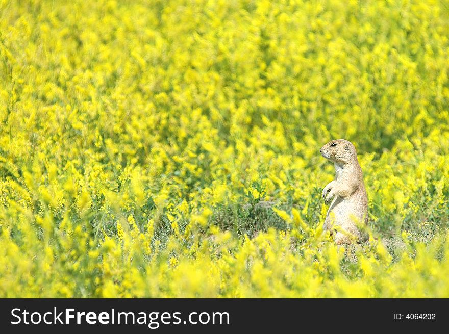 A black-tailed prairie dog in a meadow of yellow mustard plant. A black-tailed prairie dog in a meadow of yellow mustard plant.