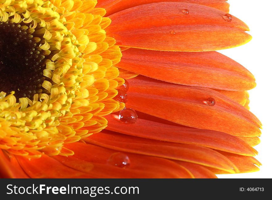 Gerbera-daisy With A Water Drops