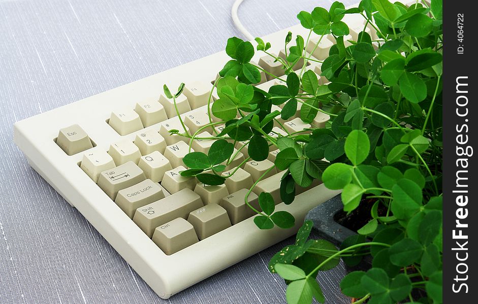 Clover plant growing on computer keyboard. Clover plant growing on computer keyboard