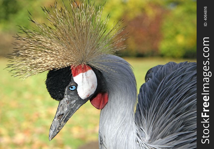 Profile of african black crowned crane (Latin name: Balearica pavonina). Profile of african black crowned crane (Latin name: Balearica pavonina)