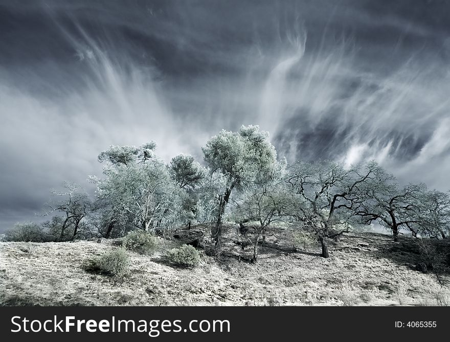 Oak Trees In Infrared