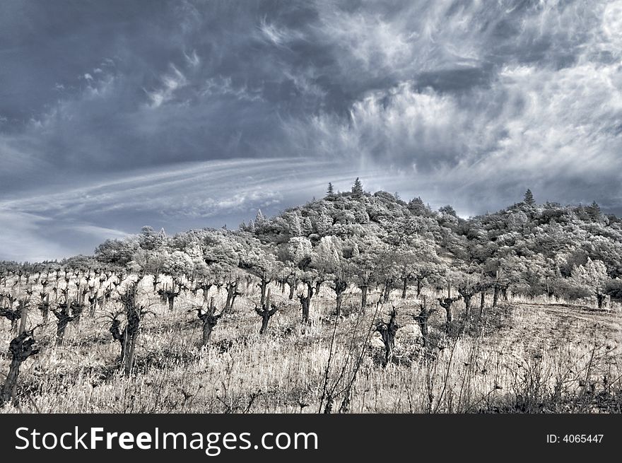 Winter Vineyard in Infrared