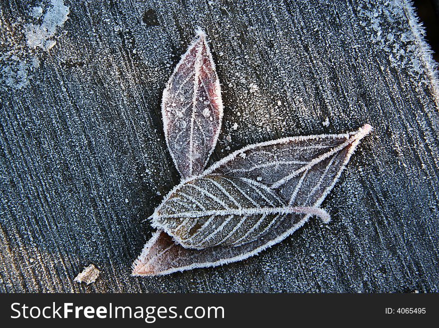 Crystal frost leaves on the wooden board