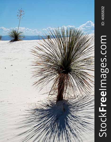 Landscape of White Sands National Park