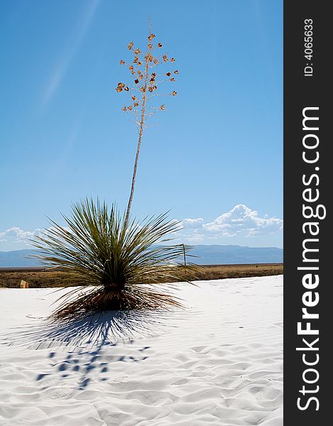 Landscape of White Sands National Park