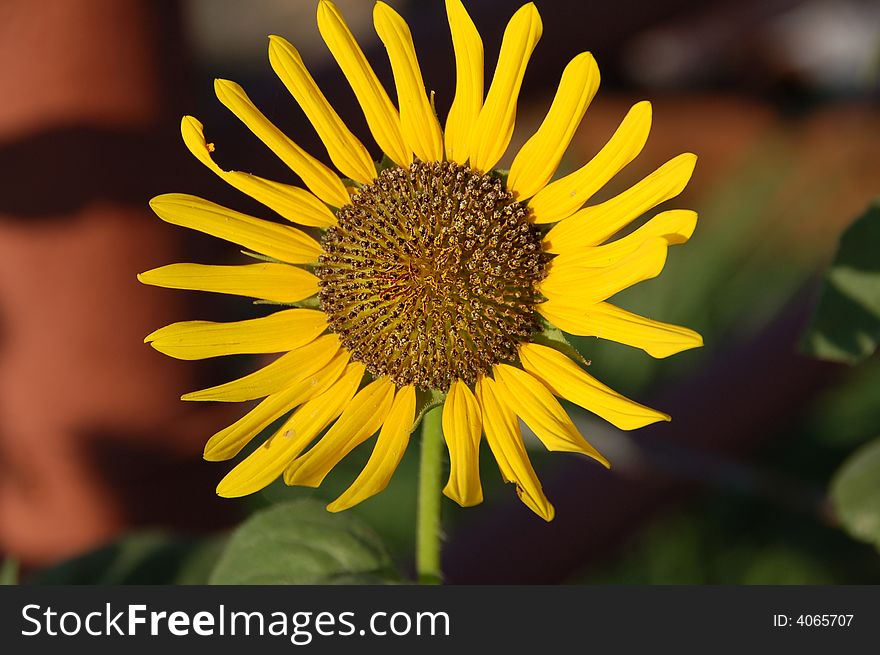 Sunflower with bright blue sky