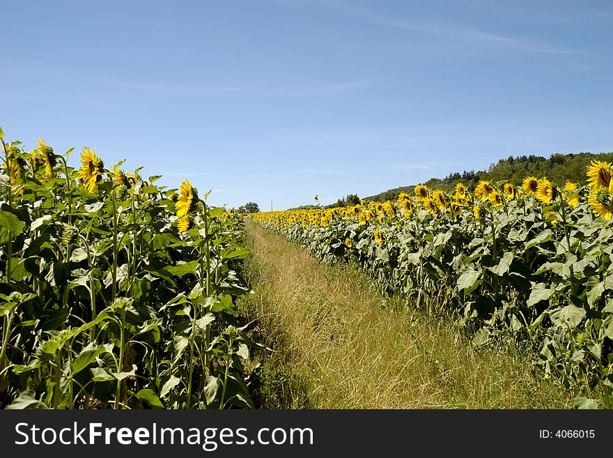 Sunflower field