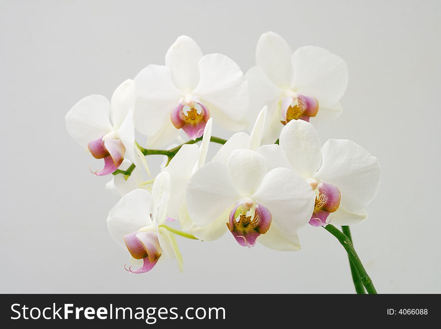 Phalaenopsis white orchid clusters isolated on white background.