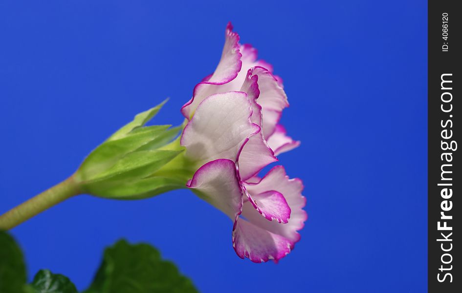 White Primrose edged with violet on blue background