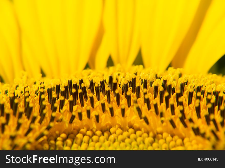 A close-up of a yellow sunflower. A close-up of a yellow sunflower