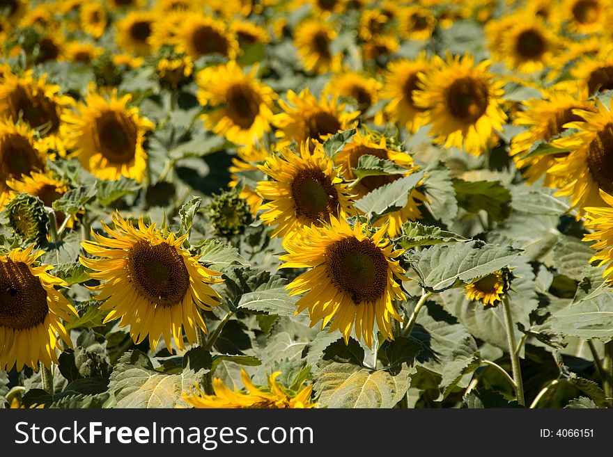 A field of sunflower with a shallow depth-of-field. A field of sunflower with a shallow depth-of-field