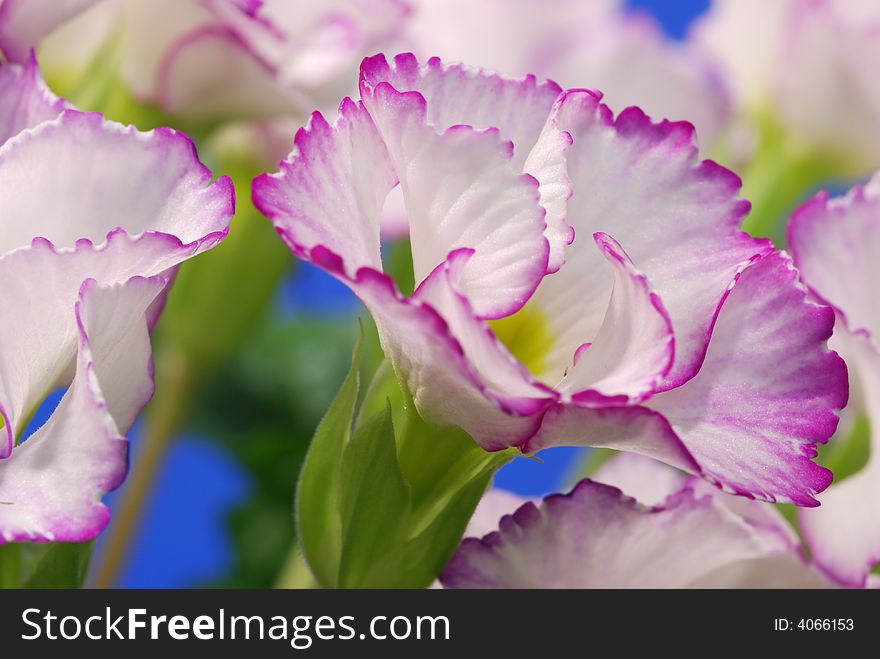 White Primrose edged with violet on blue background