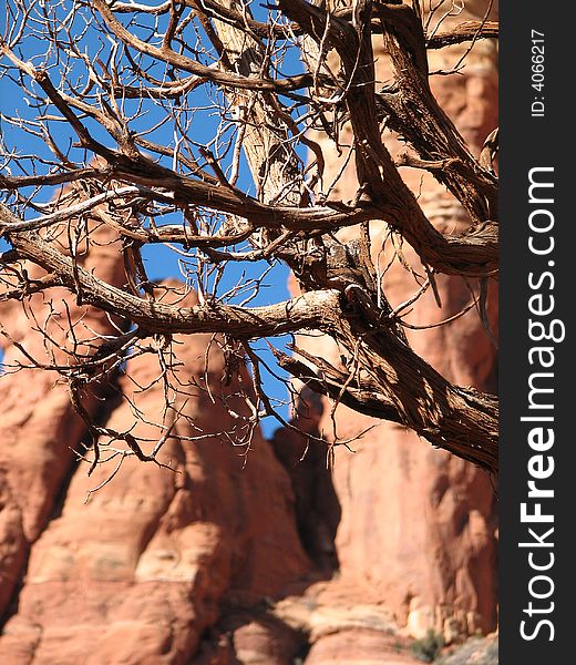 Shaggy bark juniper trees against red rocks. juniper is the tree that juniper berries come form, which are used to make gin. Shaggy bark juniper trees against red rocks. juniper is the tree that juniper berries come form, which are used to make gin.