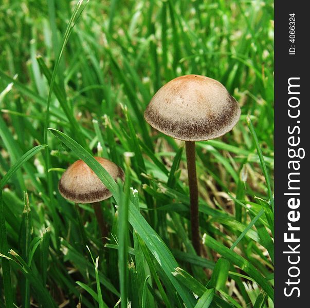 Mushroom and Grass