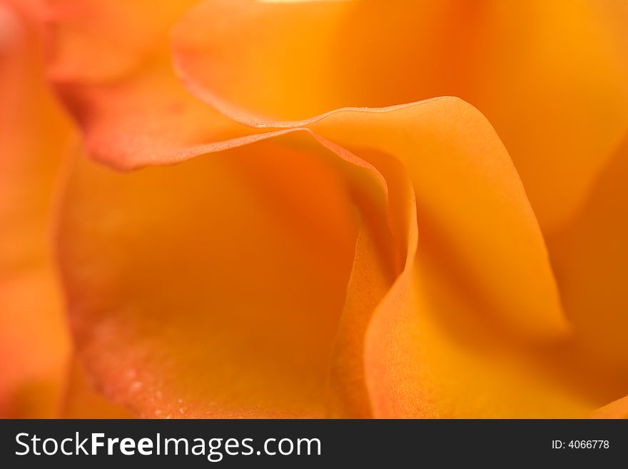 Peach Rose Close UP