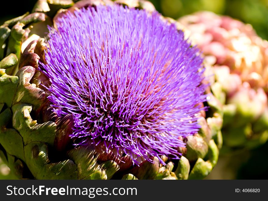 Big and very purple - the flower of an artichoke plant. Big and very purple - the flower of an artichoke plant.