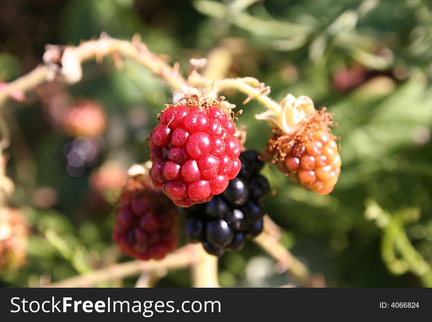 Picture of a green blackberry taken with cannon eos camra. Picture of a green blackberry taken with cannon eos camra.