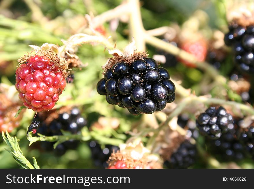 Picture of a green blackberry taken with cannon eos camra.