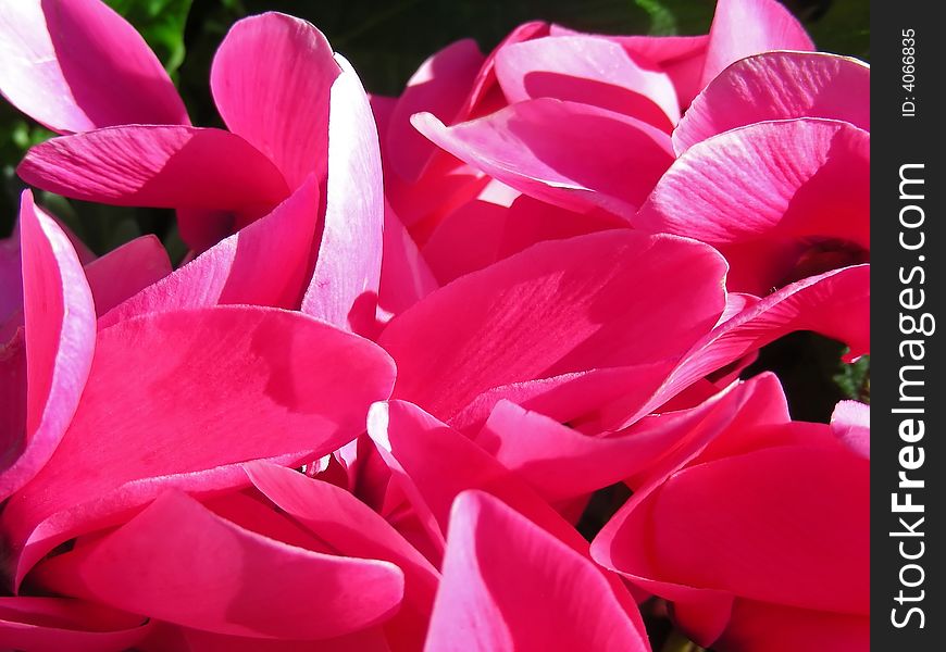 A veritable carpet of pink and satiny soft cyclamen petals.