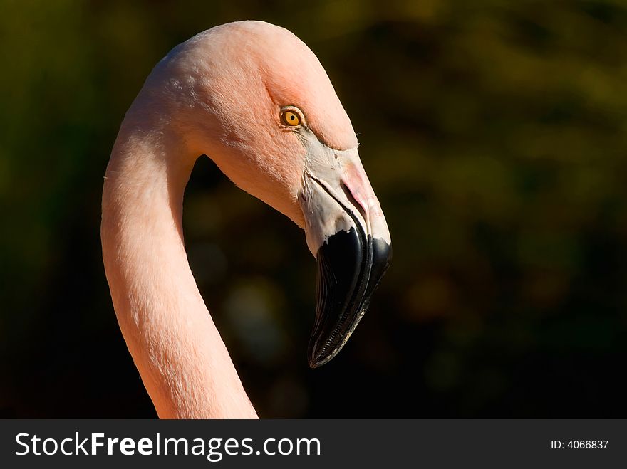 Head shot of a handsome and very pink looking flamingo.