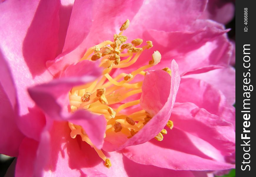 Closeup of the center of a pretty pink camellia.