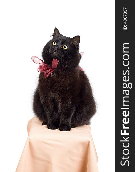 Funny black cat wearing red bow sitting on a stool isolated. Funny black cat wearing red bow sitting on a stool isolated