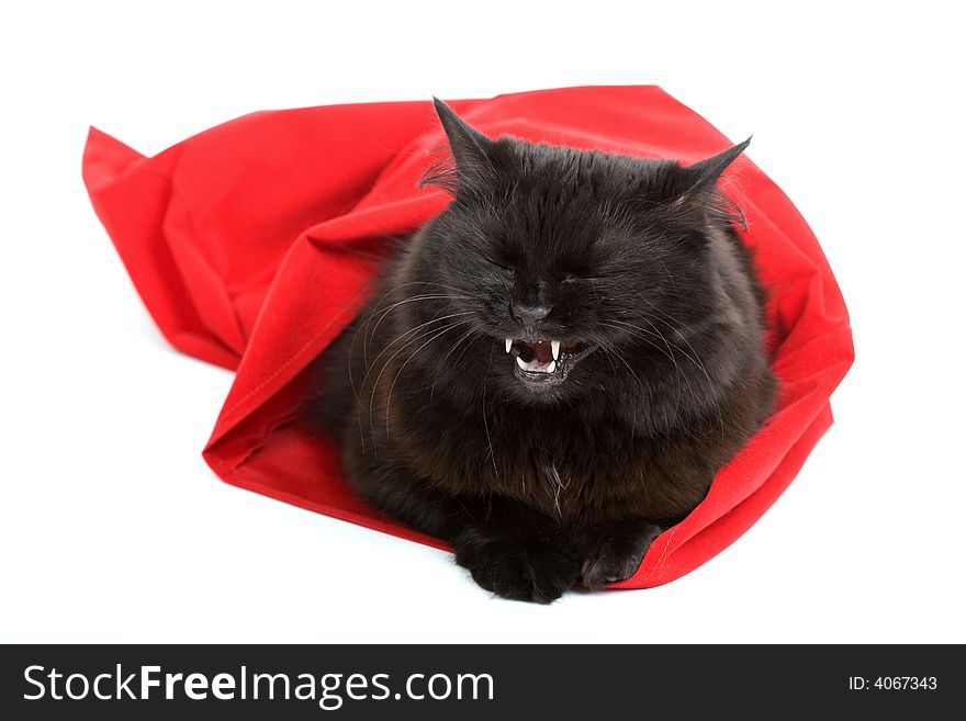 Cute Black Cat In A Red Bag Isolated