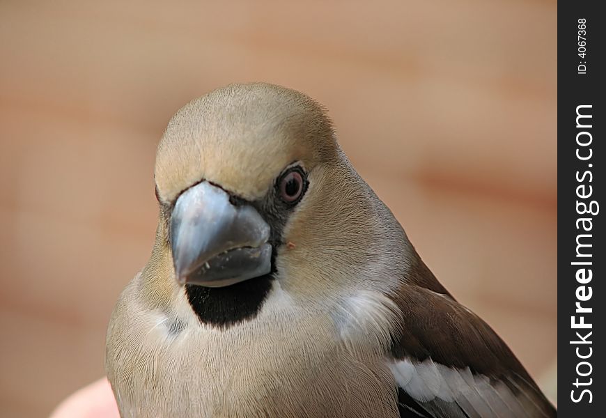 Wood bird in hand on  the Ukraine