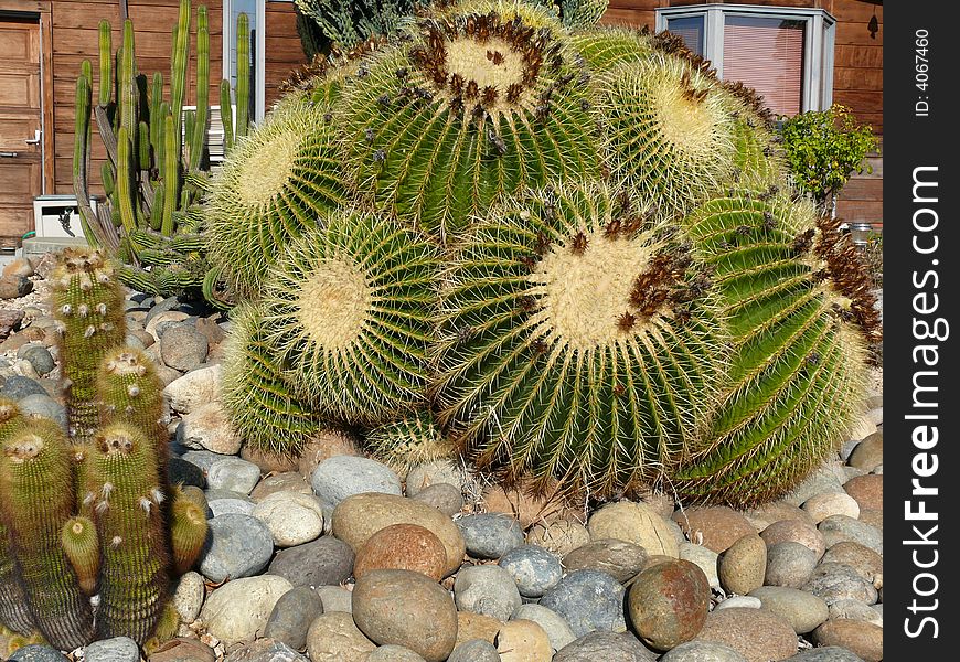 Various cactuses in the front yard. Various cactuses in the front yard