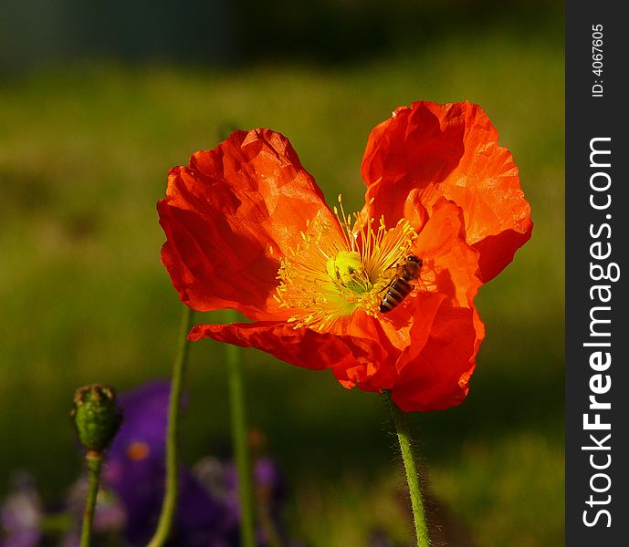 Hardworking bee busy collecting pollen. Red flower with yellow stamens.
Olive green background and a touch of violet. Hardworking bee busy collecting pollen. Red flower with yellow stamens.
Olive green background and a touch of violet