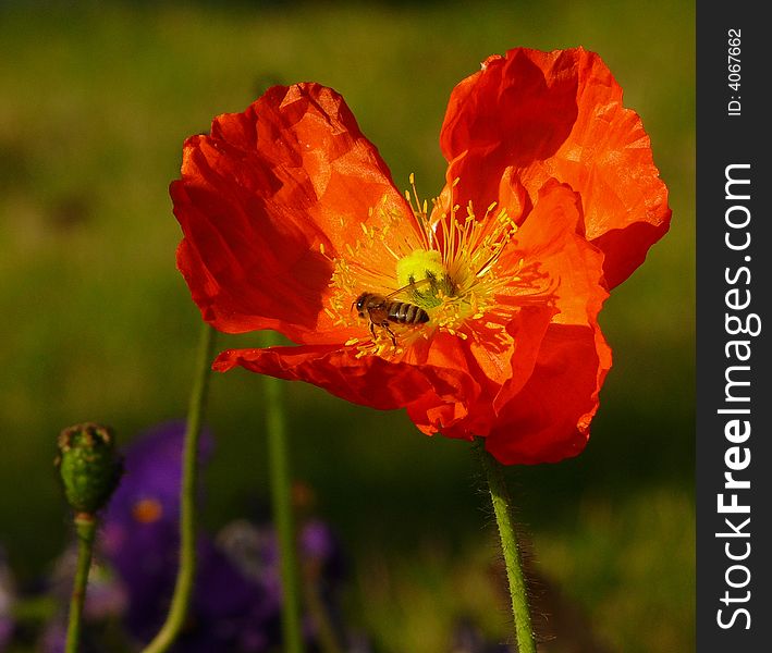 Hardworking bee busy collecting pollen. Red flower with yellow stamens.
Olive green background and a touch of violet. Hardworking bee busy collecting pollen. Red flower with yellow stamens.
Olive green background and a touch of violet