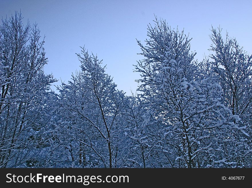 Trees heavy of snow reaching towards the sky. Trees heavy of snow reaching towards the sky