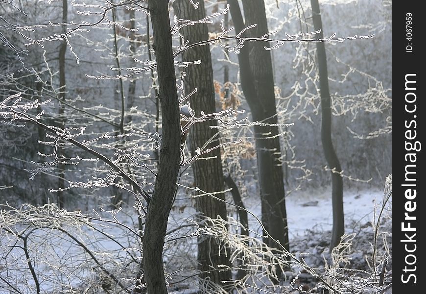 Autumn forest with old trees