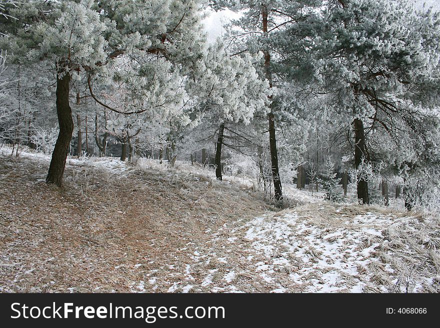 Frosted pine-trees in winter. Frosted pine-trees in winter