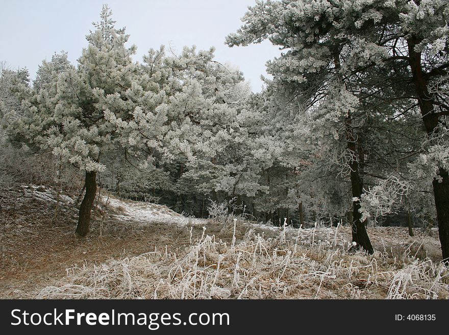 Frosted pine-trees in winter. Frosted pine-trees in winter