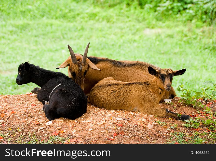 Three goats resting on the ground. Three goats resting on the ground